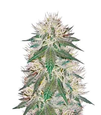 Сорт Critical Impact fem (Vision Seeds)