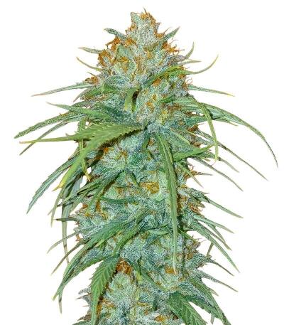 Сорт Insane OG Strain