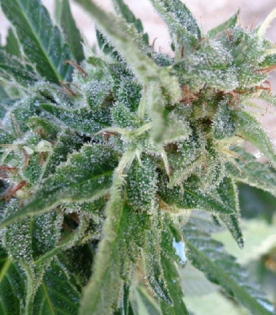Сорт White Widow x Big Bud fem (Female Seeds)