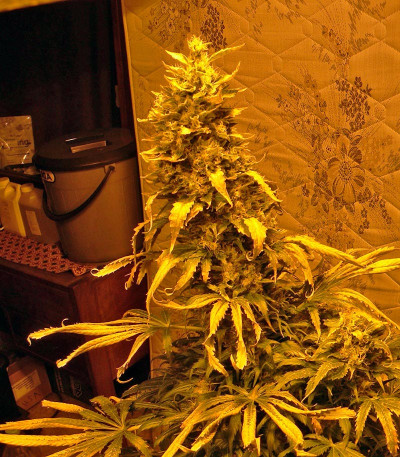 Сорт Double White fem (Sweet Seeds)