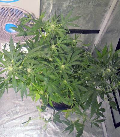 Сорт Cream 47 fem (Sweet Seeds)