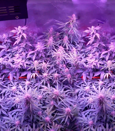 Сорт Spinning Buzz Kick Auto fem (Dr. Krippling Seeds)