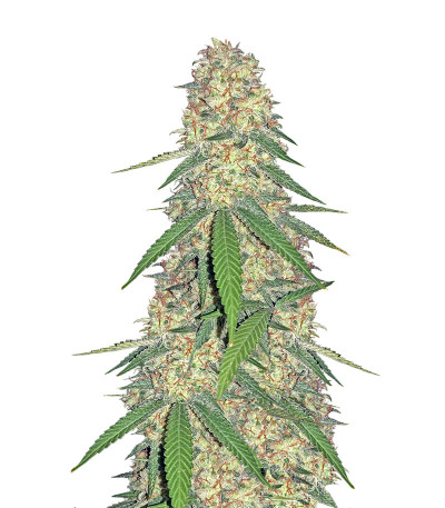Сорт Super Glue (Anesia Seeds)