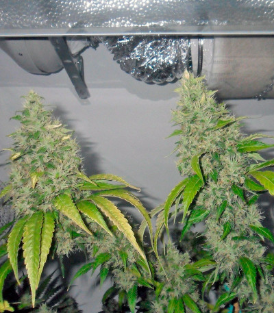 Сорт Chemdog fem (Green House Seeds)