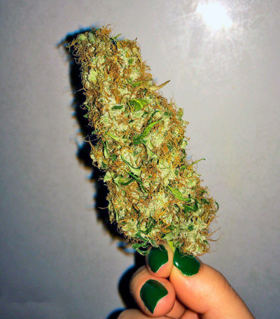 Сорт Jack Herer Auto fem (Green House Seeds)