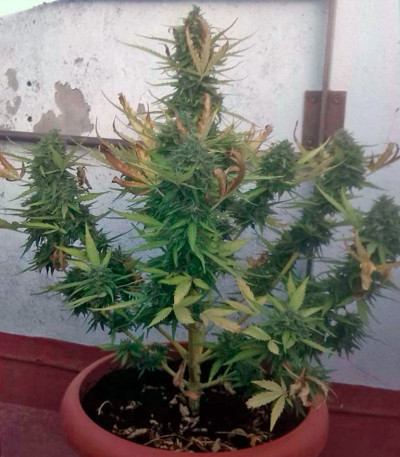 Сорт Big Devil XL Auto fem (Sweet Seeds)