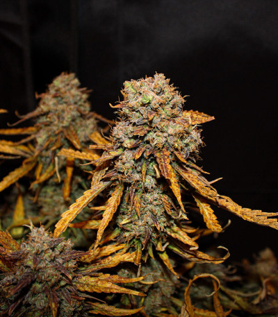 Сорт Lemon AK Auto fem (FastBuds)