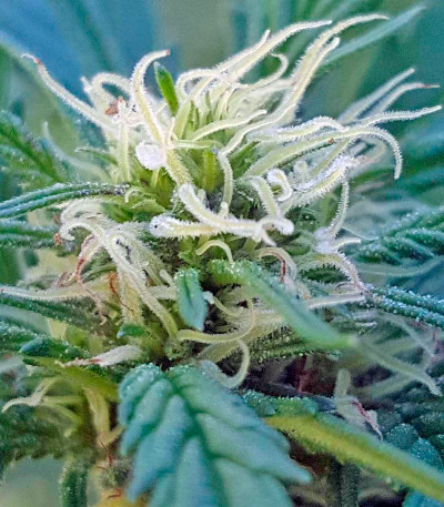 Сорт Colombian Gold fem (World of Seeds)