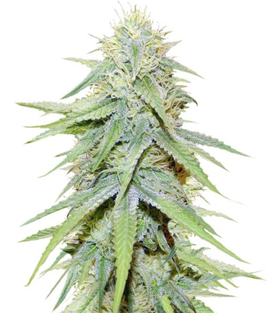 Сорт Grand Master Kush reg (Sumo Seeds)
