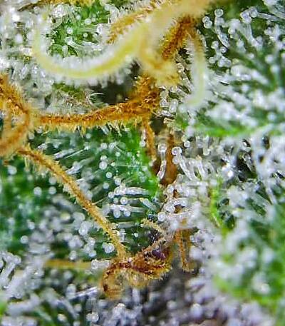 Сорт Banana Hammock RBX fem (Ethos Genetics)