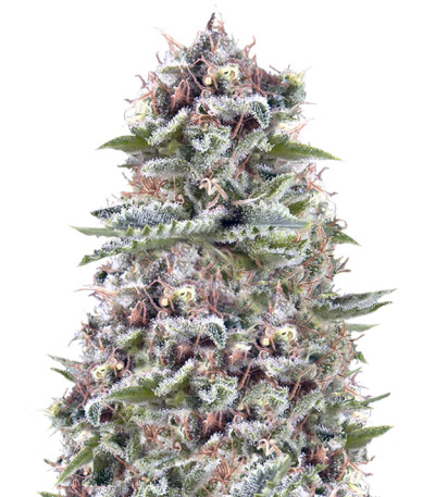 Сорт White Widow Auto Fem (Vision Seeds)