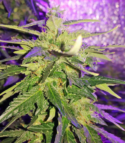Сорт Doctor’s Choice #1 Auto fem