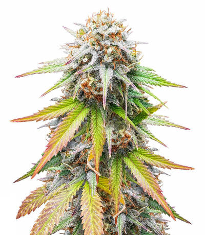 Сорт Keep Frosted Guava Autoflower fem (Seedkeepers)