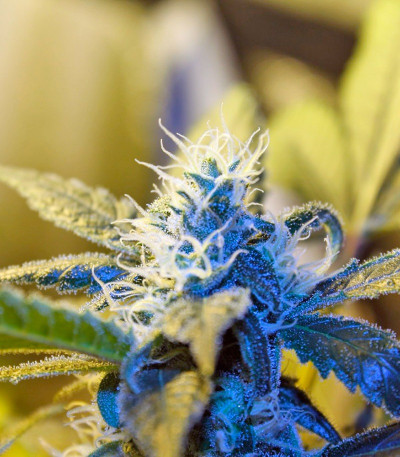 Сорт NYC Diesel fem (Sweet Seeds)