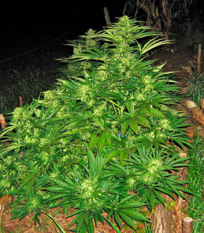 Сорт Shark Shock CBD fem