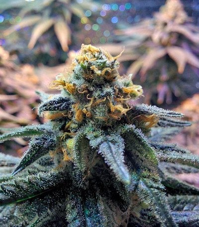 Сорт Fruit Punch fem