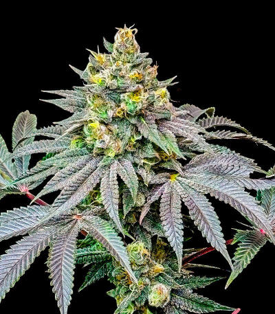 Сорт Lemon Cherry Runtz fem (FastBuds)