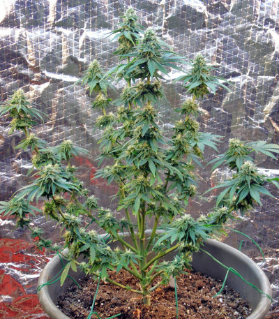 Сорт Afghan Kush X Yumbolt fem (World of Seeds)