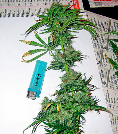 Сорт Arjan's Haze #2 fem