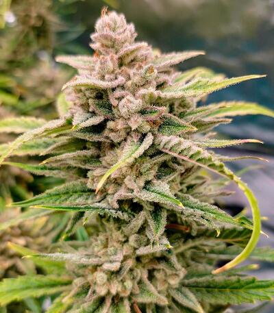 Сорт Banana Jealousy Auto RF3 fem (Ethos Genetics)