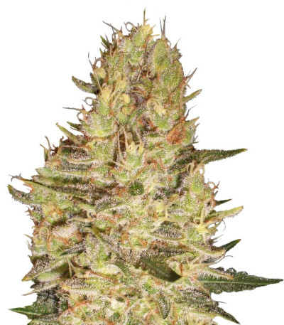 Сорт Crazy Miss Hyde fem (Samsara Seeds)