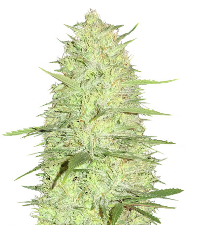 Сорт Cinderella's fem (Sumo Seeds)