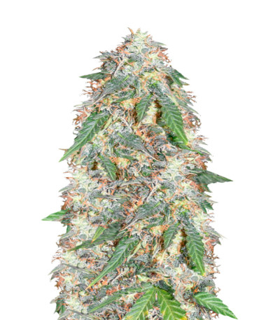 Сорт Super Skunk Auto Fem (Vision Seeds)