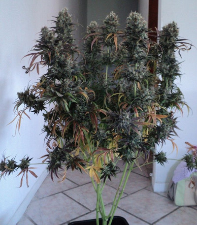 Сорт Y Griega fem