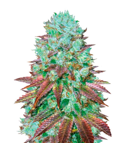 Сорт Auto NHL Diesel fem (Victory Seeds)