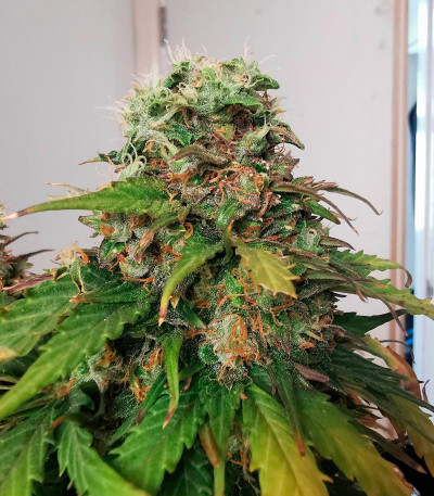 Сорт Afghan Kush Ryder Auto fem (World of Seeds)