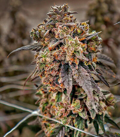 Сорт Easy Runtz Autoflower fem (Easy Grow Seeds)