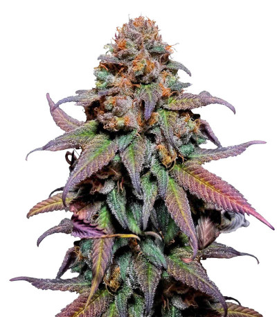 Сорт Rainbow Melon fem (FastBuds)