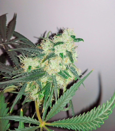Сорт Sweet Cheese Auto fem (Sweet Seeds)