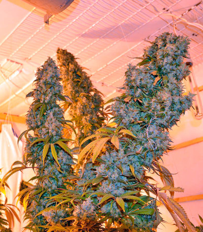 Сорт Chill-OM reg