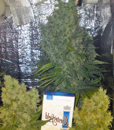 Сорт Dutch Dragon fem (Paradise Seeds)