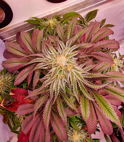 Сорт Jungle Lava fem (Original Sensible Seeds)