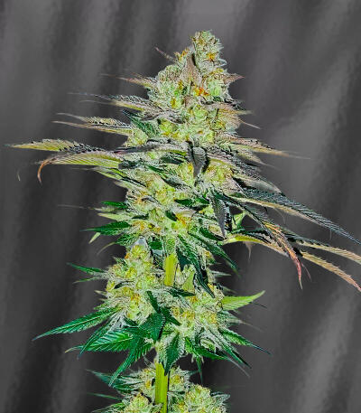 Сорт La Calma Autoflower fem (Easy Grow Seeds)