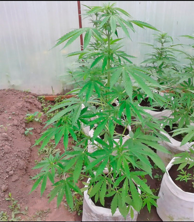 Сорт Rock Machine Auto fem (Doctor’s Choice)