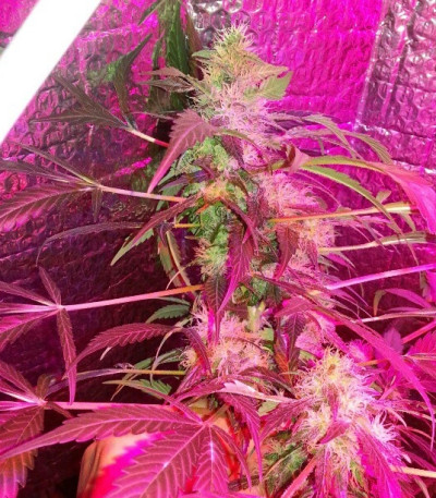 Сорт White Widow x Big Bud fem (Female Seeds)