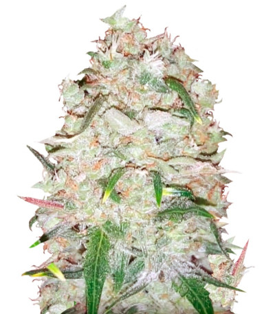 Сорт Bulk Smash Auto fem (Dr. Krippling Seeds)