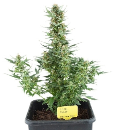 Сорт Royal Dwarf auto fem (Royal Queen Seeds)