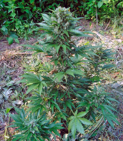 Сорт Cream Mandarine Auto fem (Sweet Seeds)