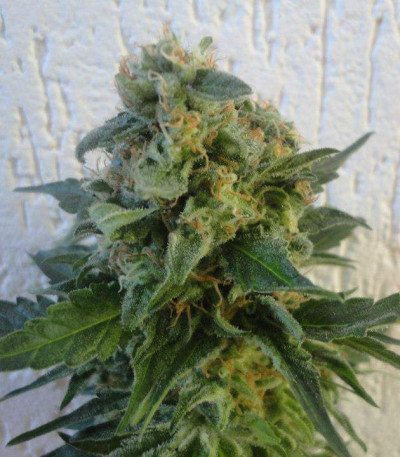 Сорт Jack Herer fem (Vision Seeds)