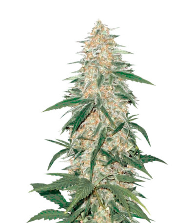 Сорт AK-77V fem (Victory Seeds)