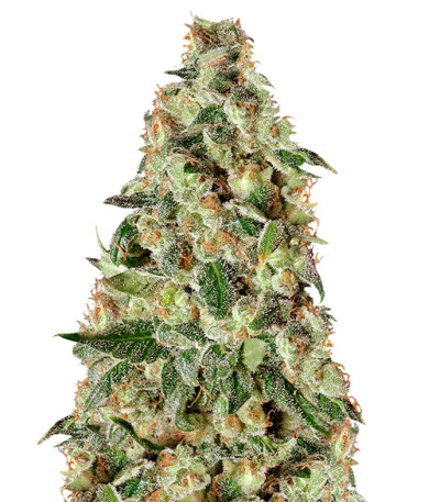 Сорт Super Skunk Auto fem (Dr. Krippling Seeds)