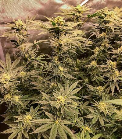 Сорт Punchberry Cookies RBX fem (Ethos Genetics)