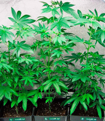 Сорт White Rhino reg (Nirvana Seeds)