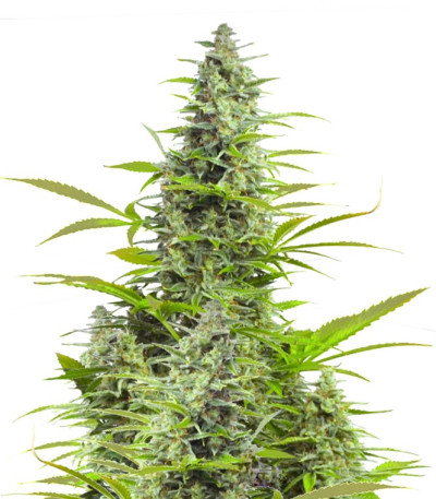 Сорт Sour Diesel Autoflowering fem (Dinafem Seeds)