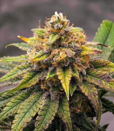 Сорт Purple Punch X Lemon Drizzle fem от Barney's Farm