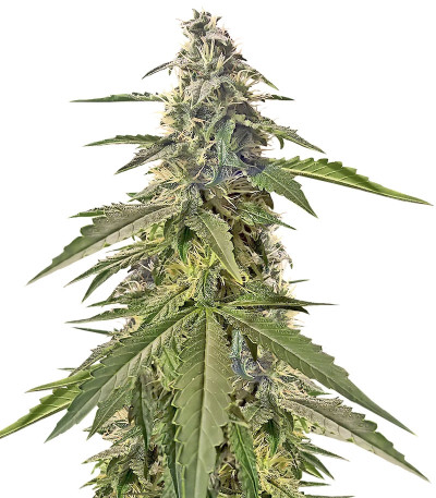 Сорт Lemon Kush fem (Female Seeds)